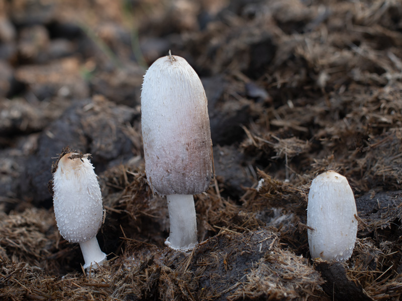 Coprinus sterquilinus
